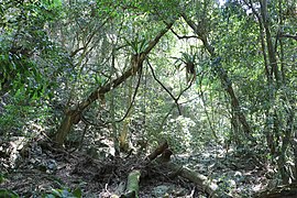 Yatteyattah Nature Reserve rainforest.jpg