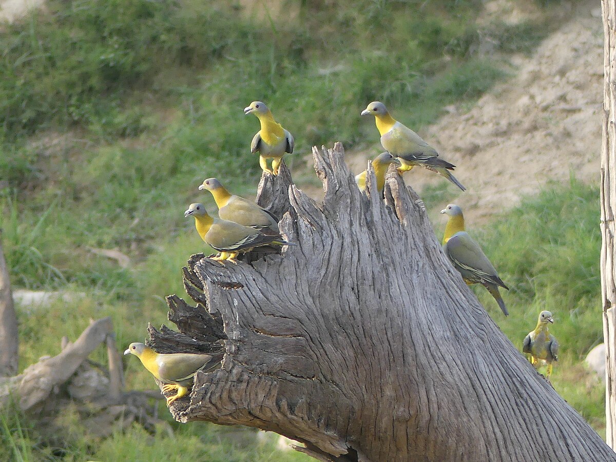 File:Yellow-footed pigeons, Corbett TR, June 2017, AJT ...