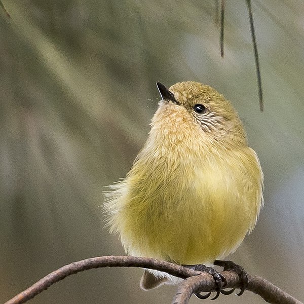 File:Yellow thornbill.jpg