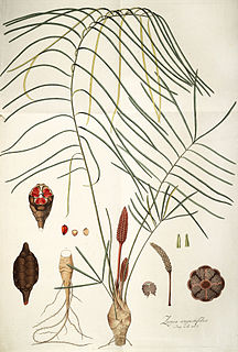 <i>Zamia angustifolia</i> Species of cycad