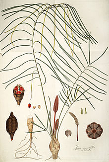 Zamia angustifolia.jpg