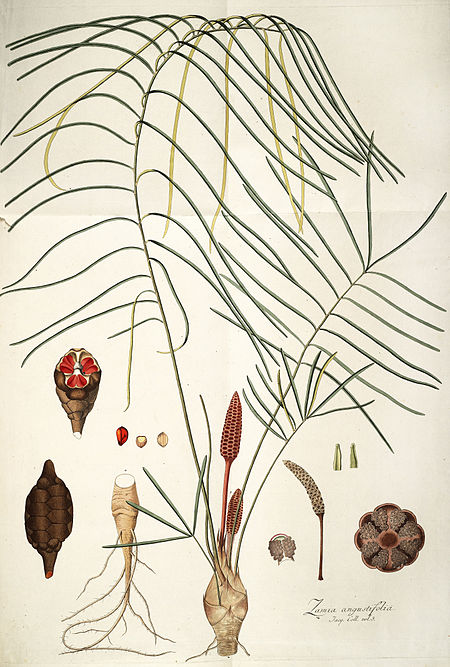 Zamia_angustifolia