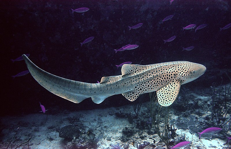 File:Zebrashark.jpg