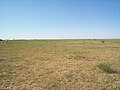 Zhurihe Grassland (Zhurihe Ranch)