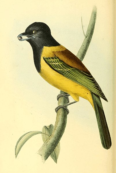File:Zoological Illustrations Volume I Plate 37.jpg