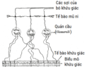 Hình xem trước của phiên bản lúc 11:53, ngày 31 tháng 1 năm 2021