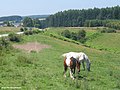 Vignette pour la version du 18 juillet 2005 à 19:48