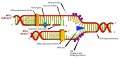 Thumbnail for version as of 15:31, 9 May 2008