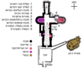 תמונה ממוזערת לגרסה מ־00:51, 21 במאי 2012