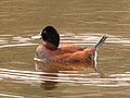 2016年3月1日 (火) 06:25時点における版のサムネイル