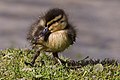 Miniatuurafbeelding voor de versie van 29 nov 2019 15:55