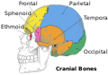File:Cranial bones en v2.svg - Wikimedia Commons