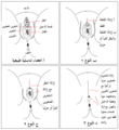 تصغير للنسخة بتاريخ 22:55، 13 مايو 2016