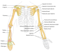 File:Human arm bones diagram.svg - Wikipedia