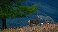 2011年7月13日 (水) 20:05時点における版のサムネイル