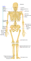 File:Human skeleton back uk.svg - Wikimedia Commons