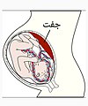 تصویر بندانگشتی از نسخهٔ مورخ ‏۲۸ فوریهٔ ۲۰۲۰، ساعت ۱۳:۲۹