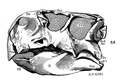 File:Psittacosaurus skull lateral.png - Wikimedia Commons