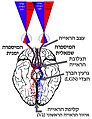 תמונה ממוזערת לגרסה מ־18:14, 11 באוגוסט 2012