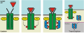 תמונה ממוזערת לגרסה מ־01:55, 2 ביולי 2006