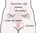 06:18, 27 июнь 2010 -дагы версиясы үчүн кичирейтилген сүрөтү