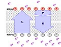 2007年3月24日 (土) 13:44時点における版のサムネイル