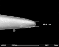 Драбніца версіі з 04:05, 23 жніўня 2010