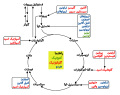 تصویر بندانگشتی از نسخهٔ مورخ ‏۲۴ فوریهٔ ۲۰۲۱، ساعت ۲۱:۴۹