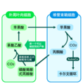 2006年12月10日 (日) 11:53版本的缩略图