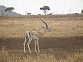 תמונה ממוזערת לגרסה מ־11:06, 28 באוגוסט 2010