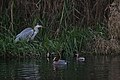 Miniatyrbild för versionen från den 20 februari 2018 kl. 21.45