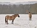 Vorschaubild der Version vom 00:21, 26. Mär. 2013