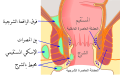 تصغير للنسخة بتاريخ 07:49، 1 نوفمبر 2020