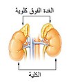 تصغير للنسخة بتاريخ 19:34، 24 سبتمبر 2011