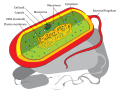 File:Prokaryote cell diagram.svg - Wikimedia Commons