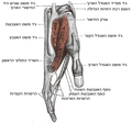 תמונה ממוזערת לגרסה מ־02:29, 27 בפברואר 2010