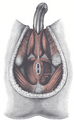 Pisipilt versioonist seisuga 23. jaanuar 2006, kell 22:28