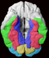 File:Fusiform Gyrus on 3D-printed brain, inferior view.png ...
