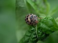 2008年7月16日 (水) 01:37時点における版のサムネイル