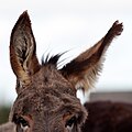 2012年12月31日 (月) 20:26時点における版のサムネイル