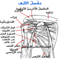 تصغير للنسخة بتاريخ 21:41، 3 مايو 2017