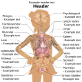 File:Female template with organs.svg - Wikimedia Commons