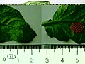 Bélyegkép a 2011. szeptember 24., 23:46-kori változatról