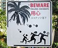 'BEWARE FALLING COCONUTS' sign in Honolulu, Hawaii.JPG