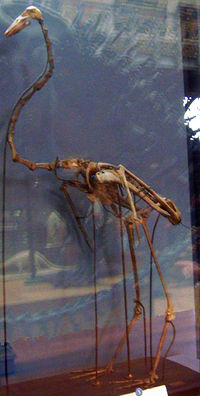 Palaelodus ambiguus kostur, Muséum national d'histoire naturelle, Pariz