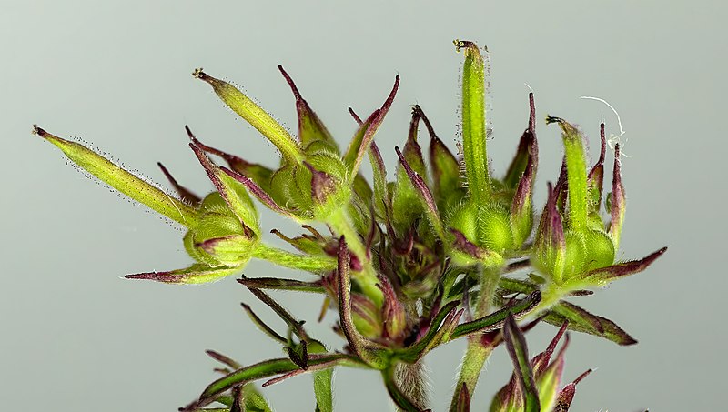 File:(MHNT) Geranium dissectum - Immature infrutescence.jpg