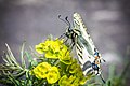 * Nomination Papilio machaon on flowers by User:Dimatrofimchuk --Anntinomy 10:09, 30 October 2019 (UTC) * Promotion  Support Good quality. --Andrew J.Kurbiko 10:25, 30 October 2019 (UTC)