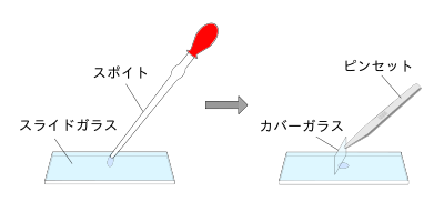 中学校理科 第2分野 身近な生物の観察 Wikibooks