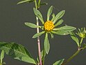 미국가막사리 꽃 가까이 2.JPG