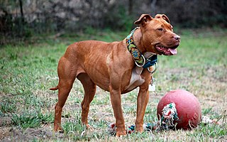 <span class="mw-page-title-main">American Pit Bull Terrier</span> Dog breed
